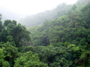 Дождевой тропический лес в Австралии (фото с сайта virtual.yosemite.cc.ca.us)