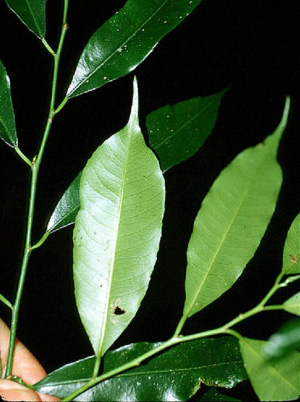Участник эксперимента — дерево Sebastiana longicuspis (фото с сайта fm2.fieldmuseum.org)
