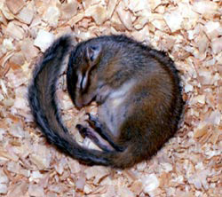Впадая в спячку, бурундук сворачивается калачиком, накрывая нос хвостом, чтобы подольше сохранять тепло (фото с сайта mdn.mainichi-msn.co.jp)