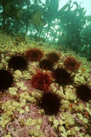 Морские ежи Strongylocentrotus franciscanus в природной обстановке у западного побережья Канады (фото с сайта jellieszone.com)