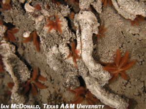 Червь Paralvinella sulfincola в естественной обстановке на морском дне вблизи горячего источника. Видны похожие на цветы венчики щупалец (фото с сайта www.unites.uqam.ca)