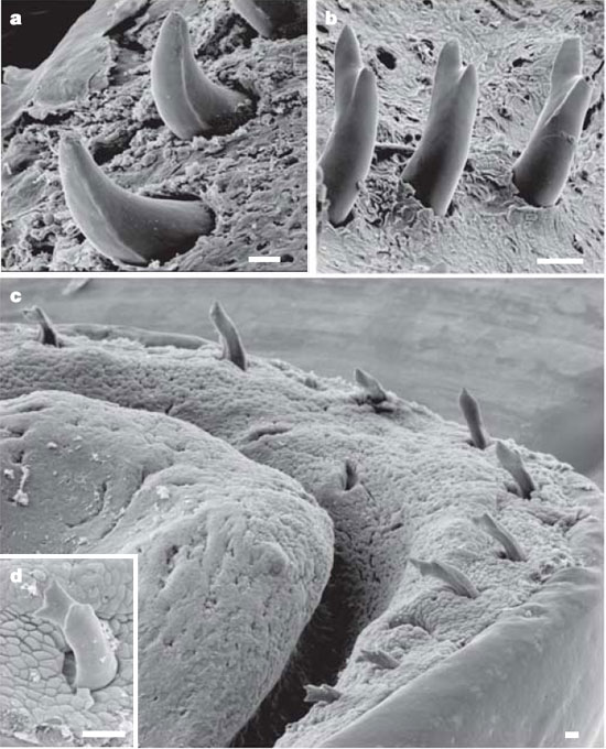   Boulengerula taitanus:  ()   ().     Nature
