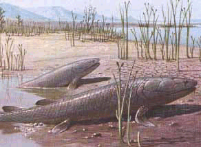 Эустеноптерон (Eusthenopteron) — все-таки еще рыба, а не четвероногое, хотя и он, вероятно, уже мог передвигаться по суше (изображение с сайта www.macroevolution.narod.ru)