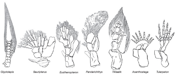 Строение передних конечностей у древних кистеперых рыб (слева от тиктаалика) и древнейших земноводных (справа от него). Рис. из статьи в Nature