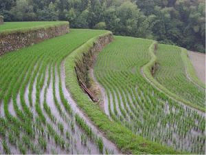 Впервые рис начали возделывать в юго-восточной Азии более 6000 лет назад. На сегодняшний день рис — главная пища человечества, он кормит более половины населения земли (фото с сайта www.sciencedaily.com)