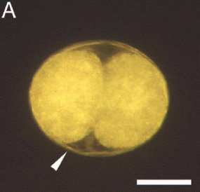 Эмбрион морского ежа Lytechinus pictus на двуклеточной стадии. Масштаб 50 мкм (фото из статьи в PNAS)