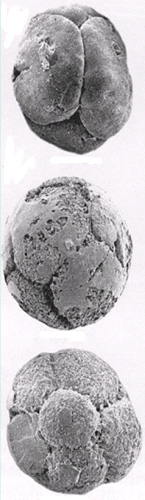 Фотографии окаменелых эмбрионов из Доушаньтуо (Chen, 2004)