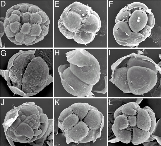 Так сохраняются в сероводородных условиях эмбрионы морских ежей (фото из статьи в PNAS)