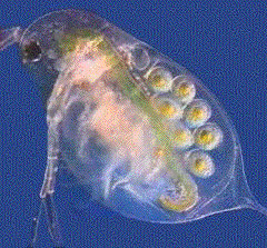 Пресноводный рачок дафния, излюбленный объект экологов и гидробиологов, популярен и среди аквариумистов как хороший живой корм для мелких рыбок. Дафнии вынашивают яйца в специальных выводковых камерах на спине, под защитой прозрачной двустворчатой раковинки (фото с сайта ebiomedia.com)