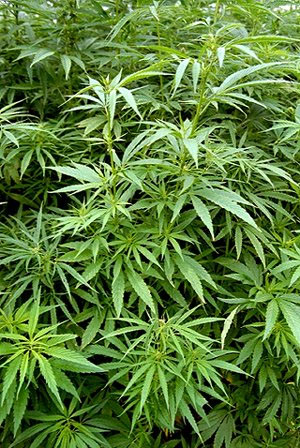 Cannabis sativa, Конопля посевная (полезная), рис. с сайта ru.wikipedia.org.
