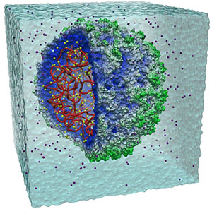 Общий вид смоделированного на компьютере вируса-сателлита табачной мозаики (рис. с сайта www.news.uiuc.edu)