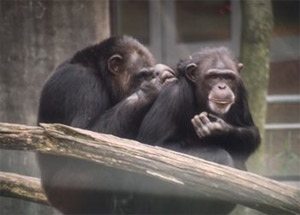 㠗   ⠗         . , ,  ,     (   www.chimpanzoo.org)