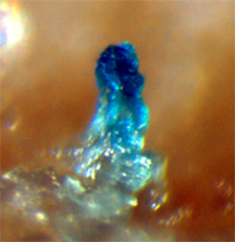 «Плодовое тело» Bacillus subtilis — сложный многоклеточный агрегат, часто образуемый дикими бактериями в природе, и почти никогда — в лаборатории (фото с сайта gasp.med.harvard.edu)