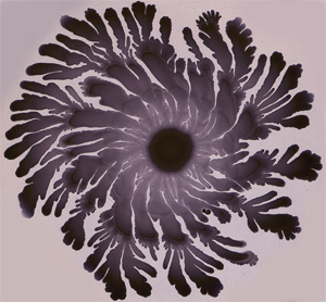 Многоклеточные агрегаты B.subtilis, образующиеся в результате сложного коллективного поведения, порой напоминают снежинки - частный случай фракталов (фото с сайта www.igmors.u-psud.fr)