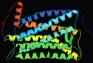 Конкретная функция этого трансмембранного белка остается неясной. База данных по структурам GPCR поможет исследователям определить функции таких белков, а это, в свою очередь, открывает перспективу создания новых лекарств (рис. с сайта www.gatech.edu)