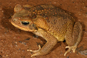 Жаба-ага (Bufo marinus) - живой пример естественного отбора в действии (фото с сайта frogs.org.au)