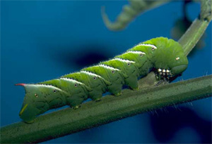 Гусеницы бабочки Manduca sexta в норме имеют зеленую окраску. Ученым удалось вывести новую породу, меняющую цвет в зависимости от температуры (фото с сайта www.gaipm.org)