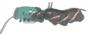 Гусеница из полифенной линии, перевязанная поперек брюшка, в тепле позеленела спереди и осталась черной сзади (рис. из статьи в Science)