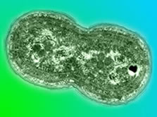 Цианобактерия Synechococcus в процессе деления. Этот микроб днем фотосинтезирует, а ночью фиксирует атмосферный азот (фото с сайта www.lbl.gov)
