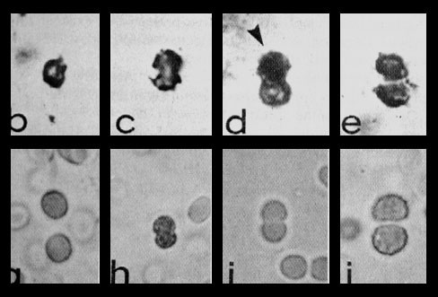 Древнейшие ископаемые микроорганизмы возрастом 3,5 млрд лет из Южной Африки напоминают одноклеточных цианобактерий (фото с сайта macroevolution.narod.ru)
