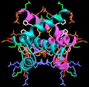 Структура белка NS1 (рис. с сайта www-nmr.cabm.rutgers.edu)