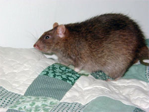 Грызуны — традиционный объект для изучения механизмов ожирения (фото с сайта www.pets-express.co.uk)