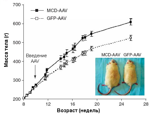 Крысы, в гипоталамус которых был введен вирус с геном MCD, набирают вес быстрее (сплошная линия), чем те, которым был введен такой же вирус без гена MCD (пунктир). Рис. из статьи в Nature Neuroscience