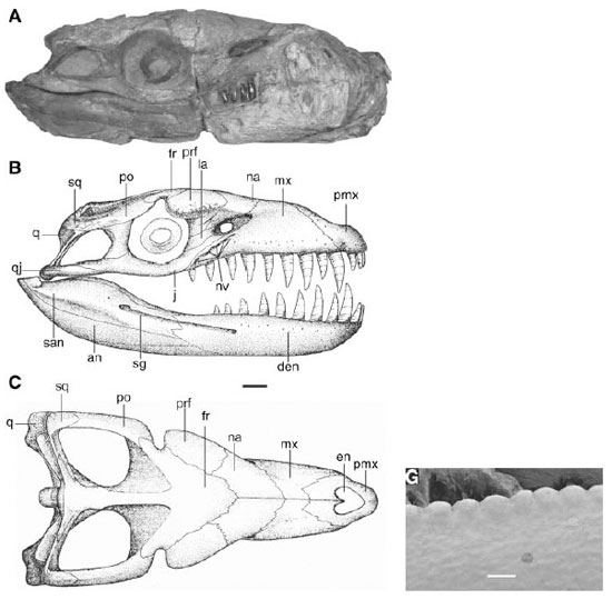 Череп Dakosaurus andiniensis (длина масштабной линейки 5 см). Внизу — зазубренный край зуба (масштаб 0,5 мм). Рис. из статьи в Nature