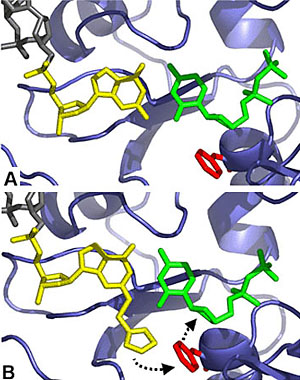 Модель, объясняющая, почему ДНК-полимераза, закодированная геном DinB, лучше справляется с копированием поврежденных участков ДНК, чем неповрежденных. (А) DinB копирует неповрежденную ДНК. Полимераза DinB (в правом нижнем углу) катализирует добавление нуклеотида C (зеленый) к растущей ветви ДНК напротив неповрежденного нуклеотида G (желтый) в цепочке ДНК, которая служит матрицей. (B) DinB копирует поврежденную ДНК. Химическая группа, повредившая нуклеотид G в цепочке-матрице, взаимодействует со специальной группой DinB (красная), изменяя форму полимеразы и заставляя ее быстрее добавлять нуклеотид C к растущей цепочке ДНК (рис. с сайта www.hhmi.org)