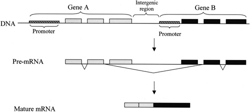 Модель транскрипционно индуцированного химеризма. Транскрибируемый участок захватывает два соседних гена. Получившаяся РНК содержит в середине оконечный участок первого гена, стартовый участок второго и некодирующую последовательность между ними. Вся эта лишняя информация вырезается в процессе сплайсинга РНК, а коды двух генов соединяются в единую последовательность (рис. с сайта www.genome.org из статьи Rotem Sorek et al., Transcription-mediated gene fusion in the human genome)
