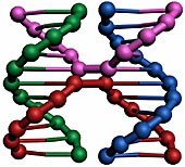 Соединение липких концов плиток ДНК-решетки (рис. из доклада Brun, Y. et al., Building Blocks for DNA Self-Assembly, FNANO 2004, Snowbird Utah, April 21-23, 2004)