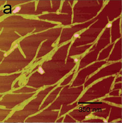 Изображения волокон наноматериала тканевой основы, полученные с использованием атомно-силового микроскопа (фото из статьи с сайта stupp.northwestern.edu)