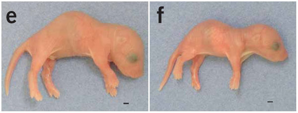 Обычный мышонок (слева) и мышонок с выключенным геном Peg10, которого удалось спасти от верной смерти при помощи экстраэмбриональных тканей здорового эмбриона (фото из статьи в Nature Genetics)