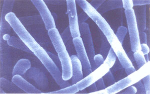Продукт метаболизма молочнокислых бактерий (на фото — Lactobacillus acidophilus) запускает процесс превращения недифференцированных клеток в нейроны (фото с сайта www.theralac.com)