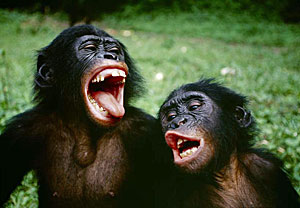 Этим карликовым шимпанзе бонобо эмоции свойственны точно так же, как и людям. Всё дело в их качестве и количестве (фото с сайта www.janegoodall.fr)