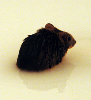 Генетически модифицированная мышь с симптомами НФ-1 не может найти путь через водный лабиринт в опыте на концентрацию внимания (фото с сайта www.ucla.edu)