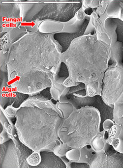 Изображение среза вернувшегося из полета лишайника, полученное с помощью электронного микроскопа. Хорошо видно, что все клетки находятся в полностью работоспособном состоянии. Ни одна из клеток не повреждена (фото с сайта www.theregister.co.uk)