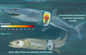 В отличие от обычных видов рыб, имеющих только холодную белую мышечную ткань (внизу), тихоокеанские сельдевые акулы размещают в глубине тела мощные красные мышцы, что позволяет им сохранять тепло и энергетическую эффективность (изображение с сайта www.physorg.com)