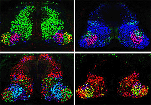 Поперечное сечение спинного мозга цыпленка, окрашенное антителами к соответствующим белкам-факторам транскрипции, эксперессированным в двигательных нейронах (иллюстрация с сайта www.hhmi.org)