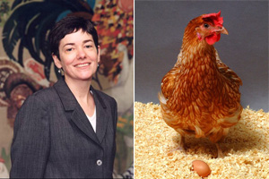 Слева: Хелен Санг, руководитель проекта по выведению гриппостойкой породы кур. Справа: одна из участниц эксперимента (фото с сайта www.prnewswire.com)