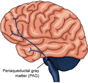   periaqueductal gray matter (PAG).    http://highered.mcgraw-hill.com.