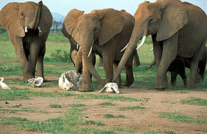 Слоны выбирают, какой из трех черепов им более интересен. Фото с сайта www.sussex.ac.uk.