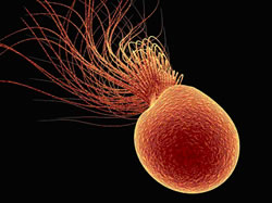 Бактерия Pyrococcus furiosus может стать прародительницей марсианской жизни (фото с сайта www.dbu.de)