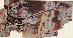 Скелет динозавра Microraptor gui возрастом 125 млн лет, найденный в Китае, сохранил следы перьев на крыльях и на ногах. Длина микрораптора была около 75 см, весил живой биплан всего около 1 кг (фото с сайта www.geosociety.org)