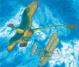 Аэродинамическая схема микрораптора, в принципе, не так уж и отличалась от легендарного самолета братьев Райт 1903 года выпуска (изображение с сайта www.geosociety.org; автор Jeff Martz)