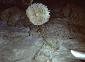 Морская лилия Endoxocrinus parrae на глубине 360 метров. С помощью пальцевидных отростков на стебельках животное прикрепляется к камням, а поднятые «руки» образуют движущийся по кругу фильтр, расположенный перпендикулярно течению. Длина стебельков — 60 см (фото с сайта www.umich.edu)