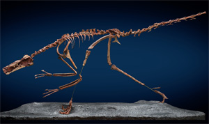  Buitreraptor gonzalezorum.  ,     400-  ,  10 (   www.eurekalert.org)