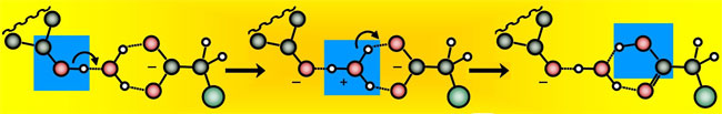Передача иона водорода через молекулу воды от органической кислоты (слева) к карбоксильному основанию (справа). Изображение с сайта www.fv-berlin.de
