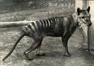 Последний раз живого сумчатого волка видели в зоопарке города Хобарт на острове Тасмания 69 лет назад (фото с сайта www.physorg.com)