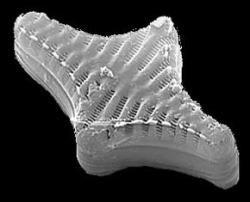 На микроснимке можно разглядеть сложную структуру одного из видов диатомей (фото с сайта www.newscientist.com)